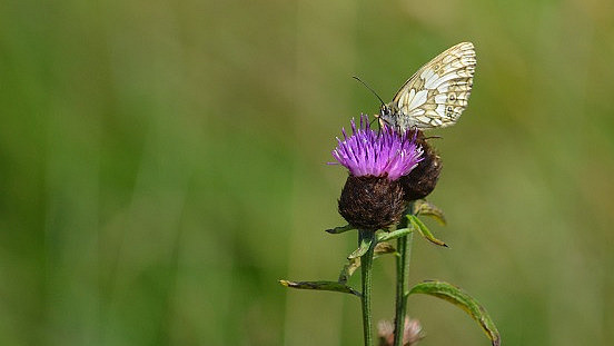 A butterfly on a purple flower.